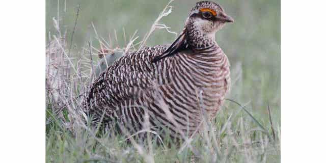 A male lesser prairie chicken