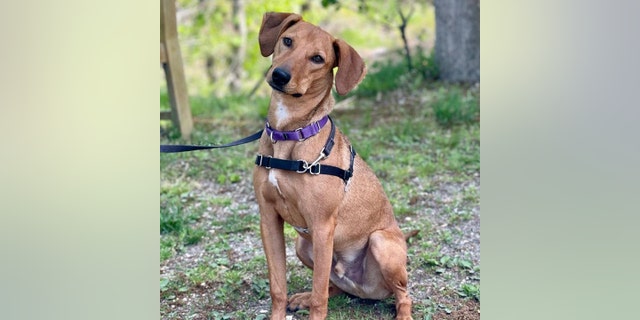 Kit, a hound mix, is up for adoption at Animal Rescue Fund (ARF) in the Hamptons, New York. He's full of energy and "loves his toys," the rescue told Fox News Digital. 
