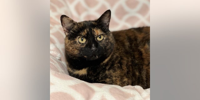 Luna de "tortie" is affectionate and outgoing - and longs for a home.