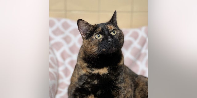 Luna, a three-year-old tortie, is right now available for adoption at ARF in the Hamptons, New York.