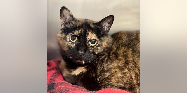 Tortoiseshell cats such as Luna are named after their unique multi-colored fur. "Luna will seek you out for attention, and she will eagerly climb into your lap to cozy up," said the rescue group where she's currently living. 