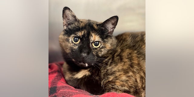 Tortoiseshell cat available for adoption in the Hamptons: 'Full-figured' and looking for a loving home 2 Tortoiseshell cats such as Luna are named after their unique multi-colored fur.