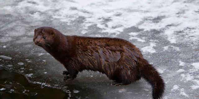 An American mink, native to North America, stands on a frozen river bank in winter. Thousands of minks were released from an Ohio farm by vandals on Tuesday evening.