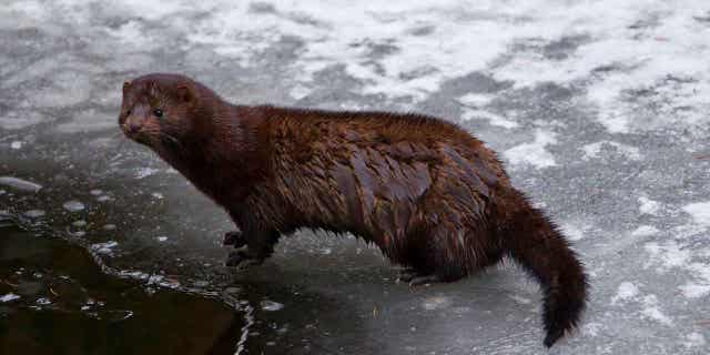 An American mink, native to North America, stands on a frozen river bank in winter. Thousands of minks were released from an Ohio farm by vandals on Tuesday evening.