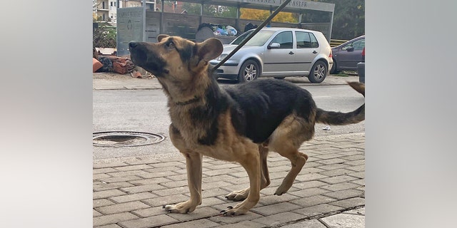 Axel, a 1-year-old German Shepherd, has deformed legs from being confined in a cage for the first few months of his life.