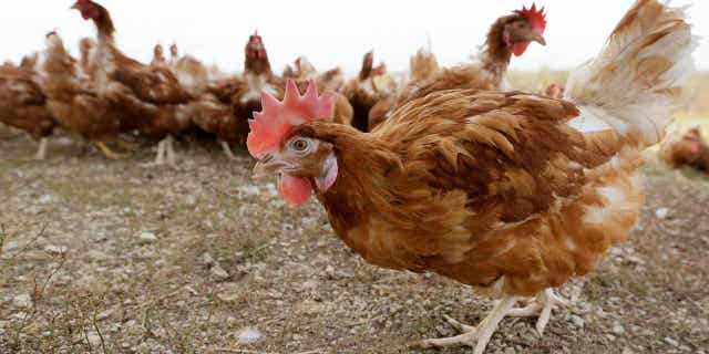 Chickens walk in a fenced pasture at an organic farm. 