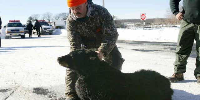 Bear hunters pose with a black bear that they killed earlier in the morning at Wawayanda State Park Dec. 8, 2003, in Vernon, N.J.  