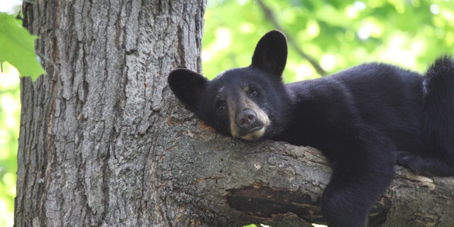 Stock image of a wild black bear cub relaxing in a tree in Ontario, Canada.