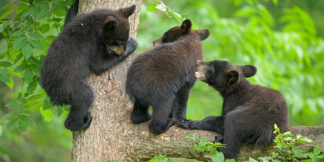 Three young black bear cubs of the year play in the canopy of the forest.