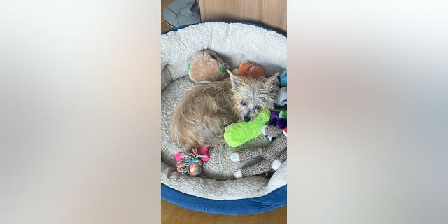 Bob, seen snuggling in his dog bed, now has about 50 people interested in adopting him after he gained fame on TikTok.