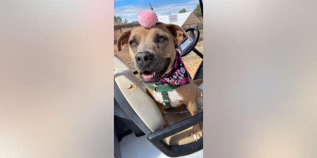 Broccoli needs an active family and home life where she can run and play.