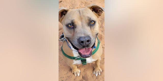 Broccoli is a four-year-old pup in Kanab, Utah, who is looking for her forever home.