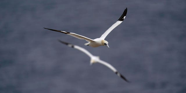 Northern gannets fly near Bonaventure Island in the Gulf of St. Lawrence off the coast of Quebec, Canada's Gaspe Peninsula, on Sep. 13, 2022. 