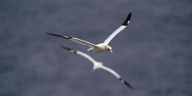 Northern gannets fly near Bonaventure Island in the Gulf of Saint Lawrence off the coast of Quebec, Canada's Gaspe Peninsula, on September 13, 2022.