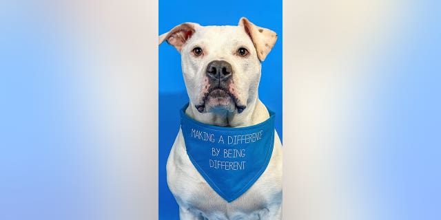 Cole est un chien sourd et nominé pour le Hero Dog Award dans la catégorie Service de l'année.