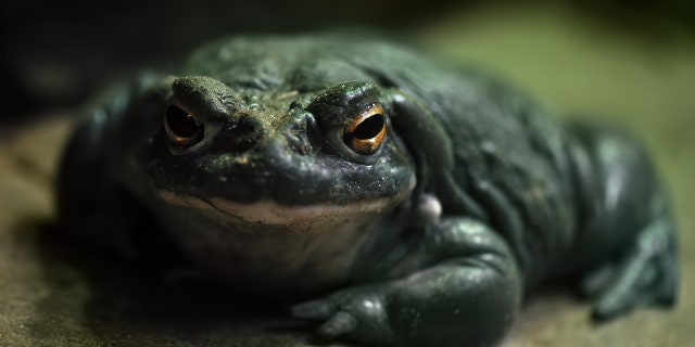 Close-up of a Colorado River toad, which the National Parks Society recently advised against licking.