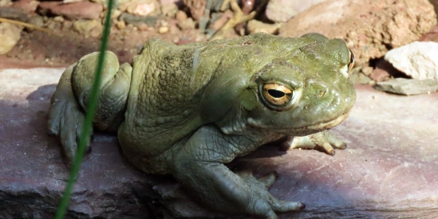 The US government has classified 5-MeO-DMT from the Colorado River Toad as a Schedule 1 drug, meaning it has no accepted medical use.