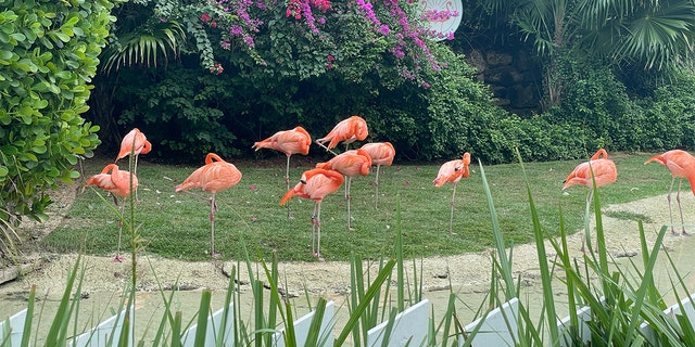 A flock of Flamingos near where Crypto Bahamas guests gathered for morning yoga sessions.