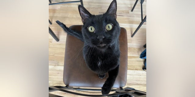 Dusk, a cat in need of a forever home, shows off his striking yellow eyes.