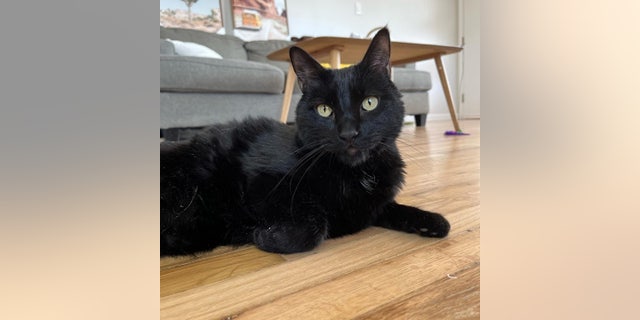 A black cat named Dusk is up for adoption in Salt Lake City, Utah. He prefers to be the only feline in his household.
