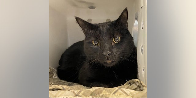 Dusk is up for adoption at Best Friends Lifesaving Center in Salt Lake City, Utah. "Take him home if you're in need of a wonderfully loyal companion!" the Best Friends team told Fox News Digital.