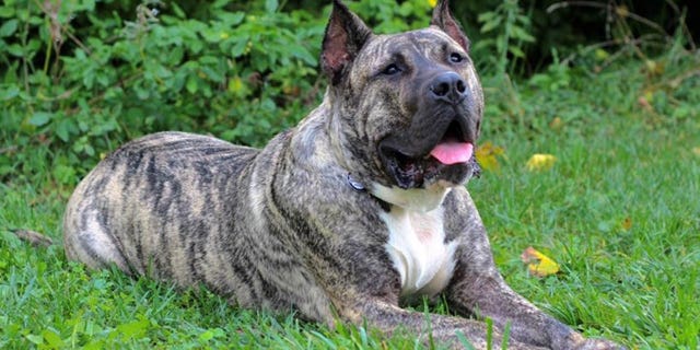 Ethan était un chien de refuge et de sauvetage et est dans la catégorie Shelter pour le Hero Dog Award de cette année.