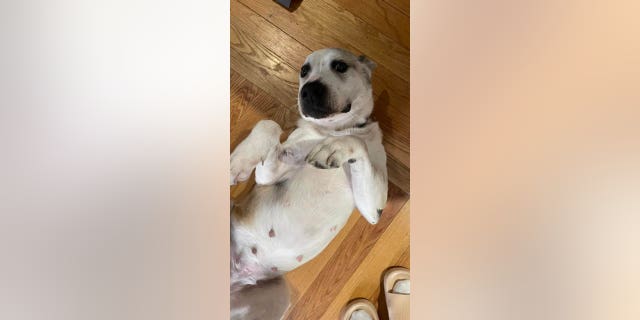 Ethel Mertz, a Labrador retriever mix, rolls over and hopes to get a belly rub.