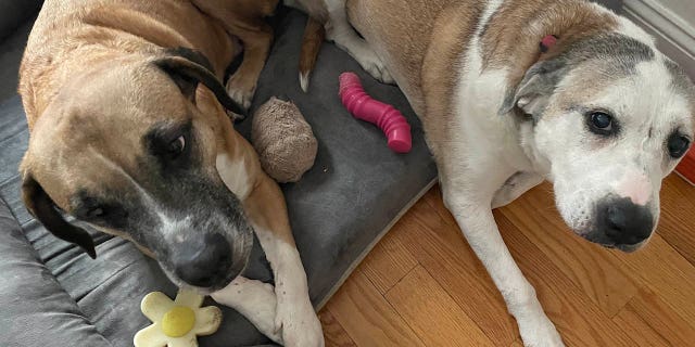 Ethel Mertz (right) gets along with other foster dogs her size and enjoys being around her foster pals in Brooklyn.