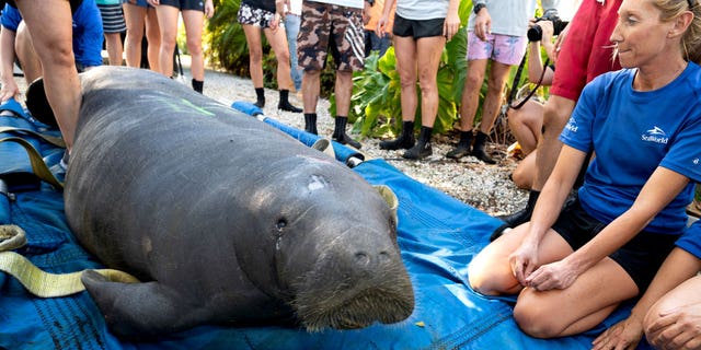 In this photo provided by the Florida Keys News Bureau, Manakey, a 1,005-pound male manatee, raises his head just before being released back to Florida Keys waters on Nov. 29, 2022, in Key Colony Beach, Florida.