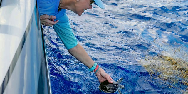 On Nov. 12, 2022, Bette Zirkelbach, manager of the Florida Keys-based Turtle Hospital, releases Ian, a rescued juvenile green sea turtle, about 20 miles off Key West, FL.