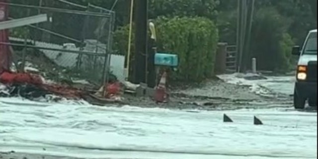 The fin-like objects amidst Florida floodwaters ahead of Hurricane Nicole