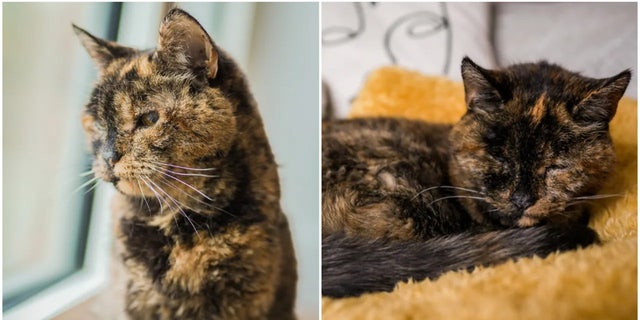 Flossie, a nearly 27-year-old cat from England has been named the world's oldest living cat by Guinness World Records. The record-breaking cat, who was born on Dec. 29, 1995, has black and brown fur.