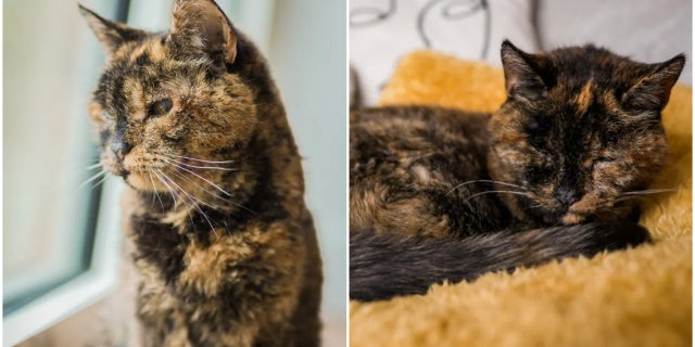 Flossie, a nearly 27-year-old cat from England has been named the world's oldest living cat by Guinness World Records. The record-breaking cat, who was born on Dec. 29, 1995, has black and brown fur.