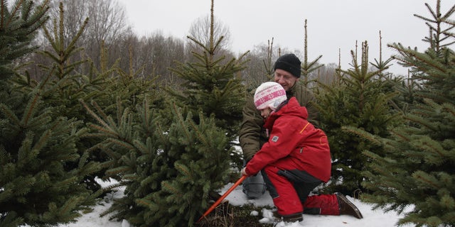A man helps a child cut down a Christmas tree.