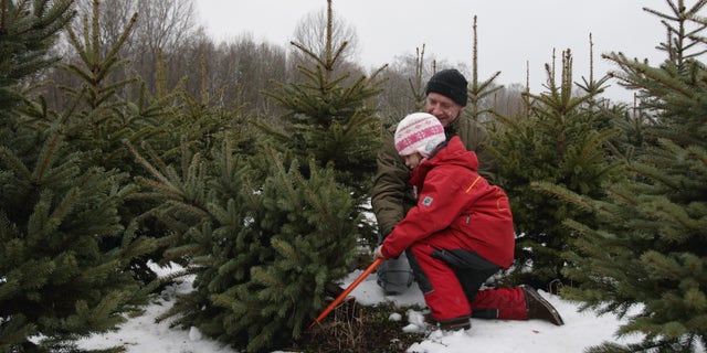 A man helps a child cut down a Christmas tree.