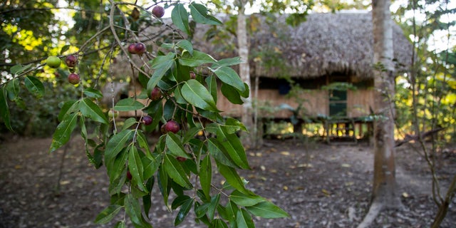 Banisteriopsis caapi leaves, usually known as Ayahuasca, on April 30, 2018 in Pucallpa, Peru. 