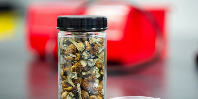 A container of Psilocybe mushrooms at the Numinus Bioscience lab in Nanaimo, British Columbia, Canada, on Wednesday, Sept. 1, 2021. 