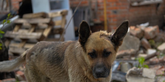 A dog among the ruins at the village of Malaya Rogan after Ukrainian forces take back the village from Russian forces in Kharkiv, Ukraine on May 18, 2022. 