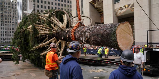 The Rockefeller Center Christmas tree was lifted into place after arriving in the plaza in New York City on Saturday (Nov. 12).