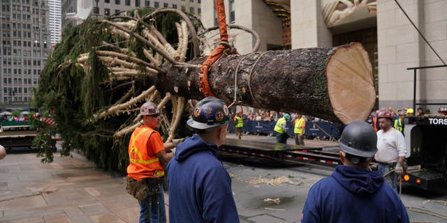 The Rockefeller Center Christmas tree was lifted into place after arriving in the plaza in New York City on Saturday (Nov. 12).
