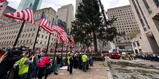 The Rockefeller Center Christmas tree was lifted into place after arriving in the plaza in New York City on Saturday (Nov. 12).