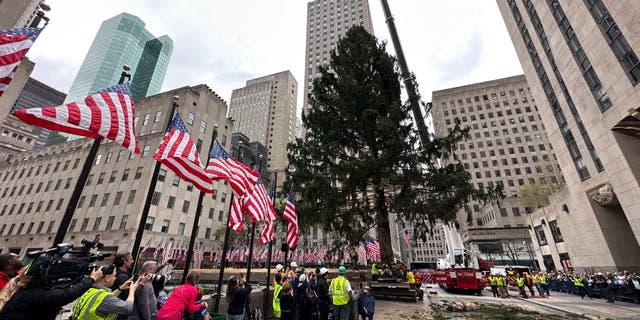 The Rockefeller Center Christmas tree was lifted into place after arriving in the plaza in New York City on Saturday (Nov. 12).