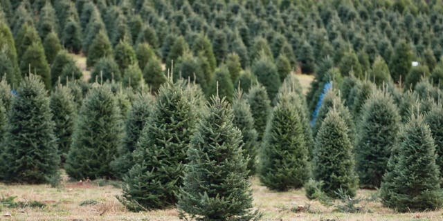 A field of Christmas trees on a farm in Pennsylvania. The Keystone State ranks no. 4 nationally among Christmas tree-farming states. 