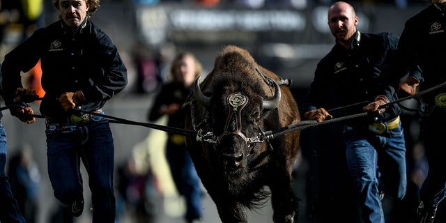 Colorado Buffaloes mascot Ralphie runs across the field with handlers at halftime during the Oregon Ducks game at Folsom Field on Nov. 5, 2022, in Boulder.