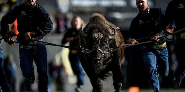 Colorado Buffaloes mascot Ralphie runs down the field with the handlers at halftime during the Oregon Ducks game at Folsom Field on November 5, 2022, in Boulder.