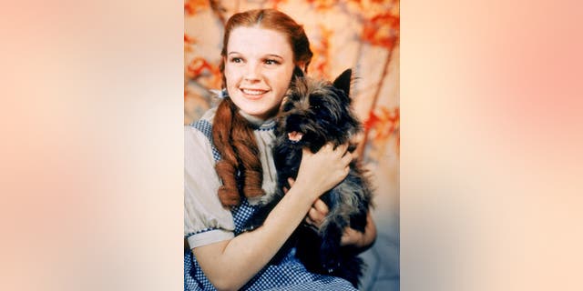 Judy Garland, as Dorothy Gale, holding Toto for "The Wizard of Oz," directed by Victor Fleming.