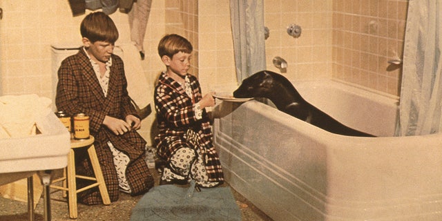 Michael McGreevey, left, and Billy Mumy working alongside Sammy the Seal.