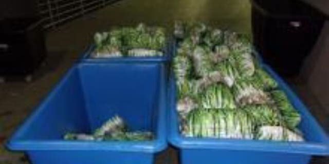 While inspecting a tractor trailer at the Otay Mesa Commercial Facility, manifested to be transporting green onions, CBP agents discovered narcotics concealed deep in the middle of the pallets.