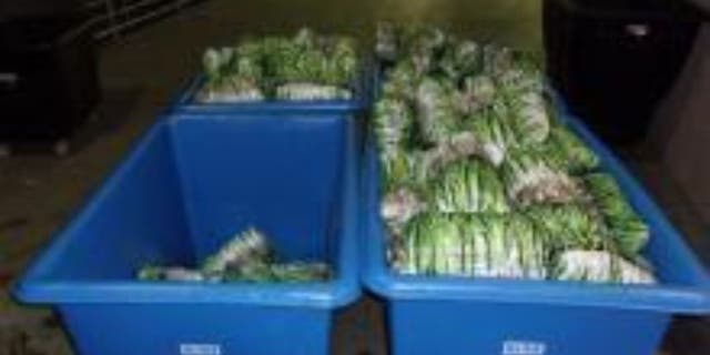 While inspecting a tractor trailer at the Otay Mesa Commercial Facility, manifested to be transporting green onions, CBP agents discovered narcotics concealed deep in the middle of the pallets.