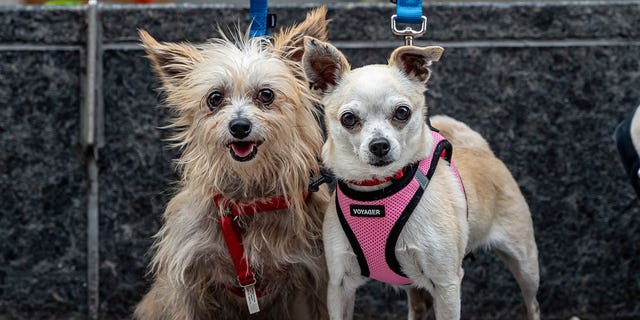 Bob the dog (on the left) is seen with his pal, Helen Parr, a Chihuahua.